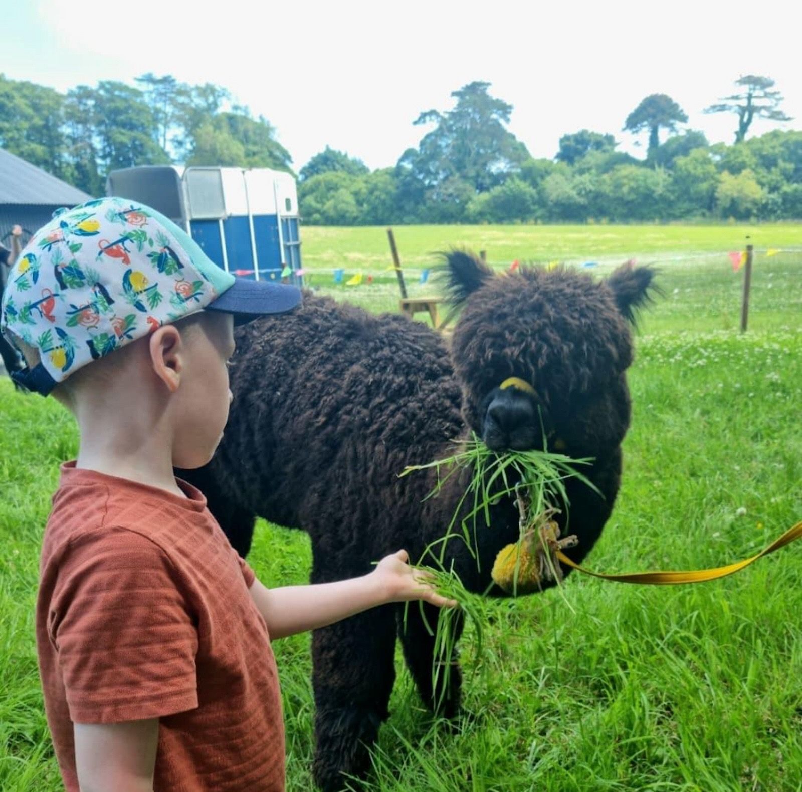 Adopt an alpaca experience at Strangford Bay