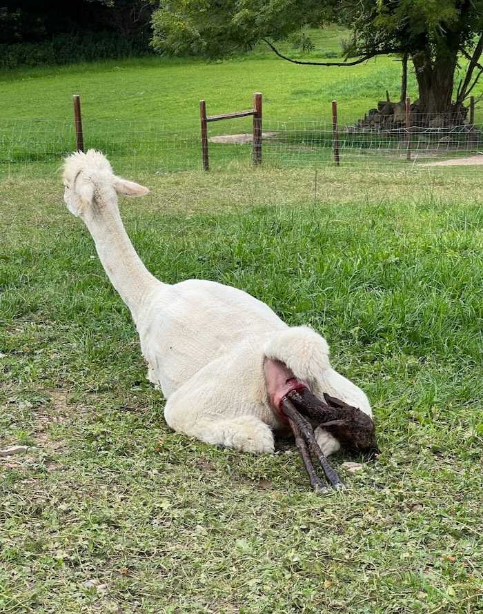 Cria emerging during labour