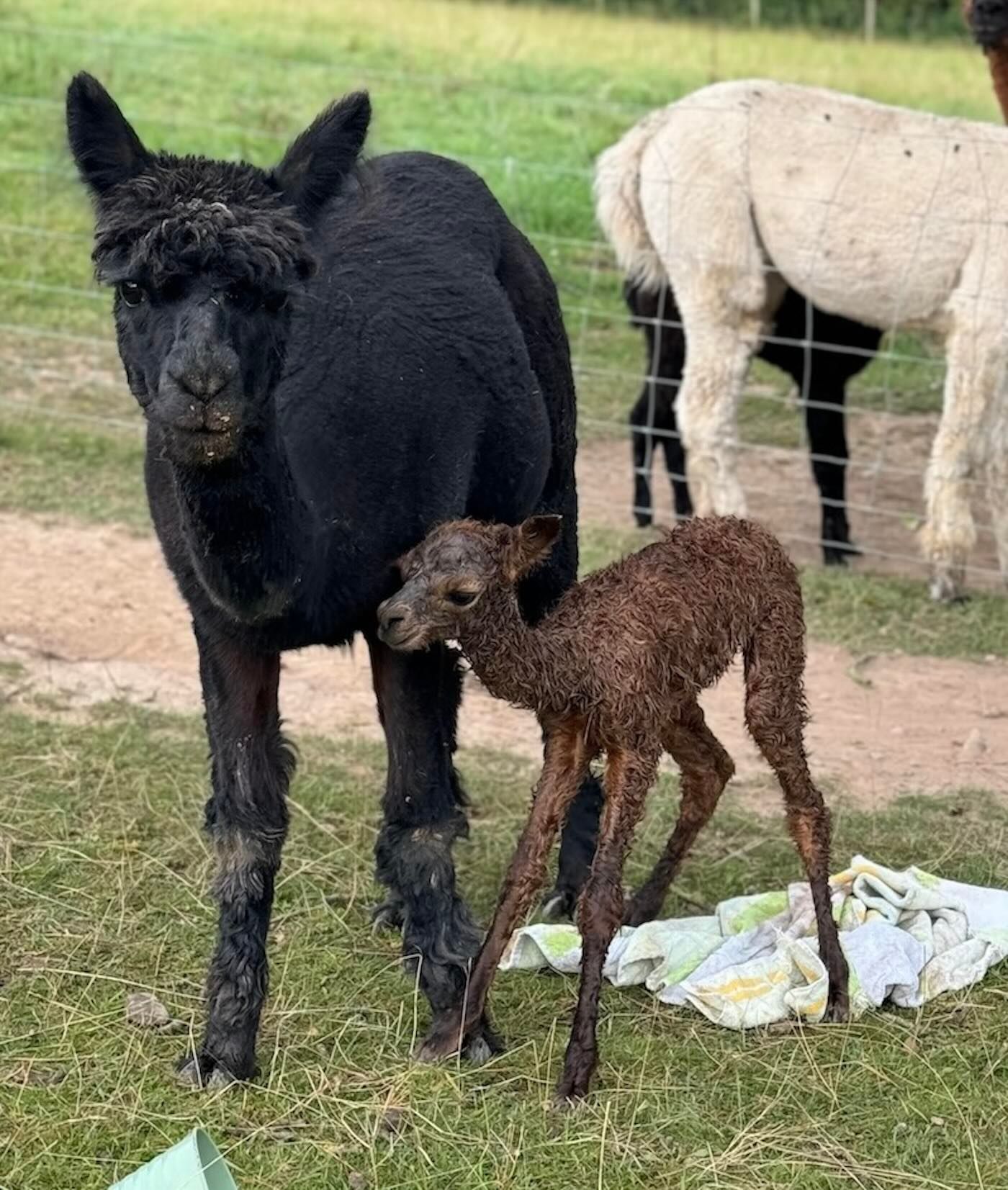 Newborn alpaca cria at Strangford Bay Alpacas