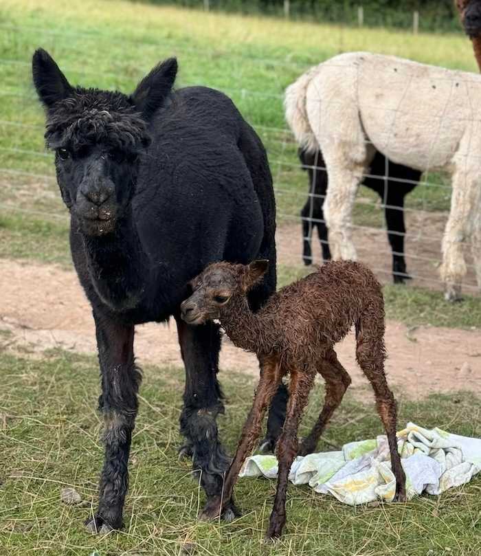 Newborn alpaca cria