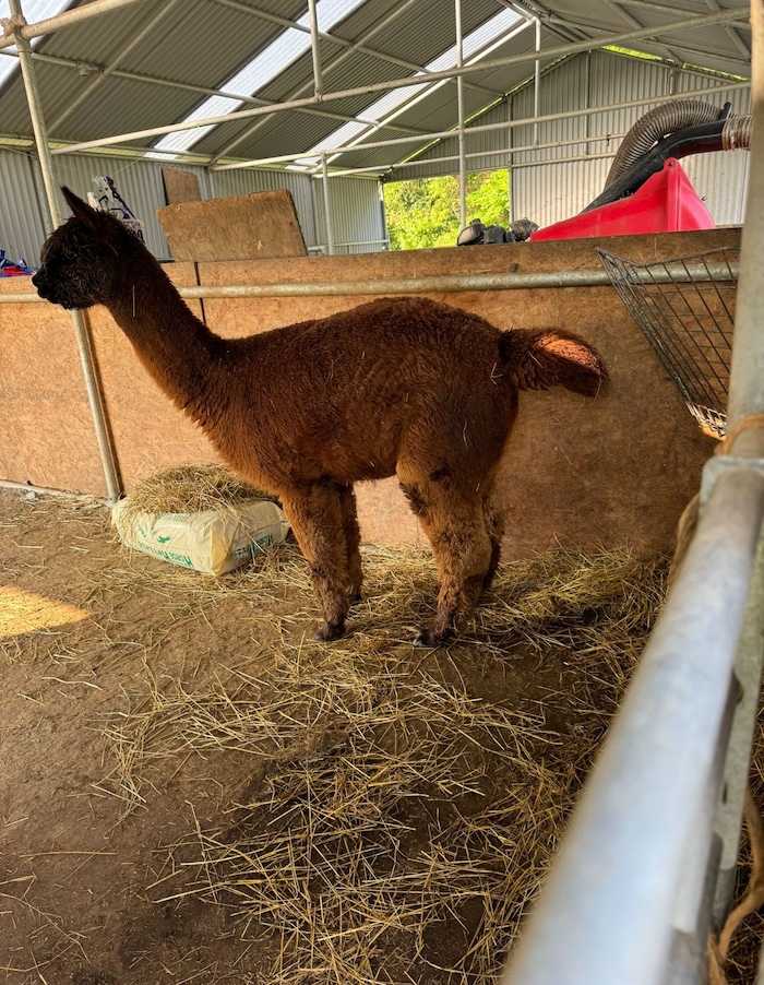 Alpaca in active labour