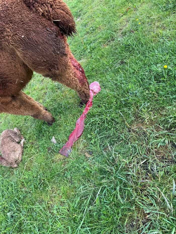 Placenta after alpaca birth