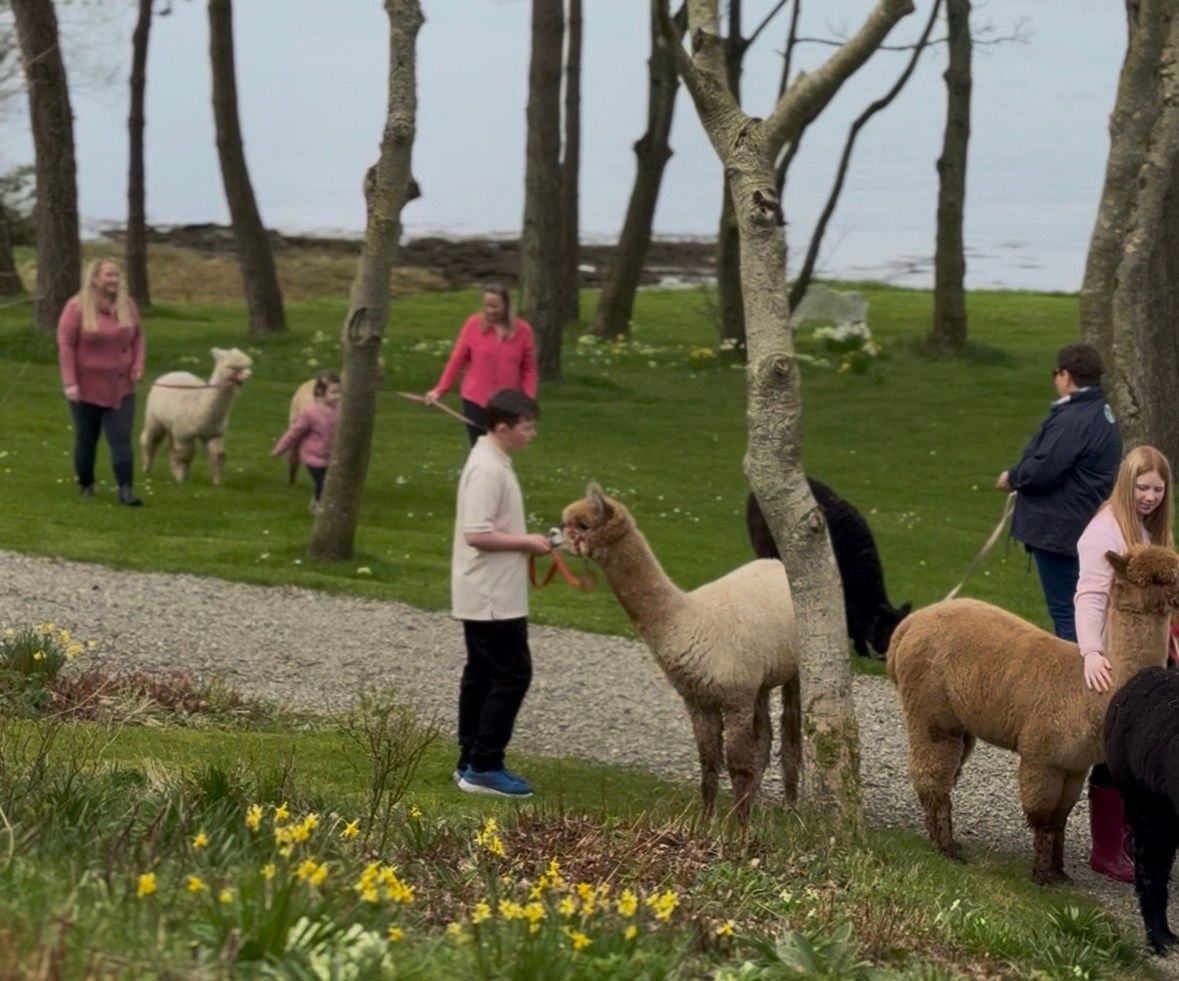 Alpaca experiences at Strangford Bay